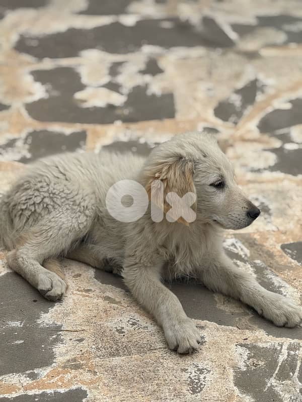 icy is looking for a good family 0