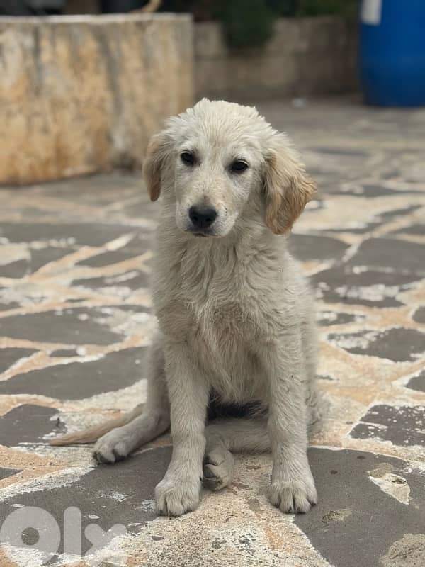 icy is looking for a good family 1