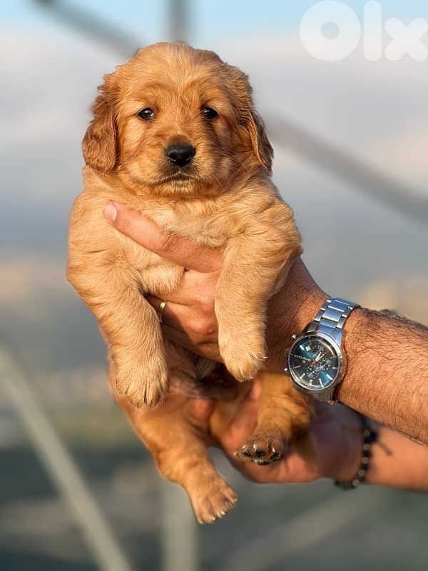 Golden Retreiver 0