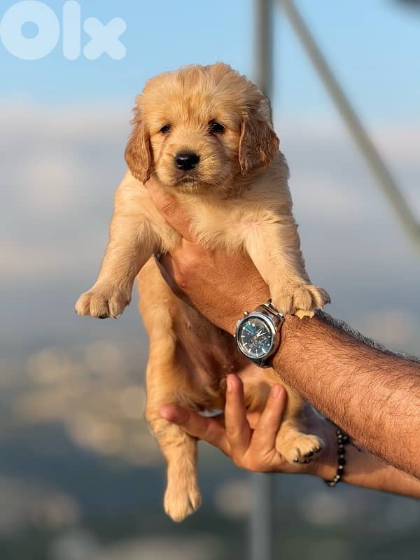 Golden Retreiver 1