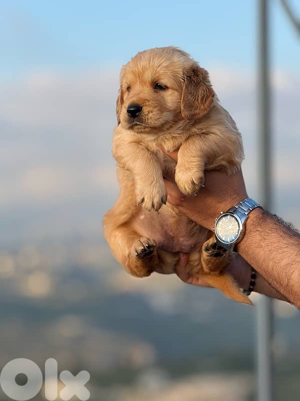 Golden Retreiver 2