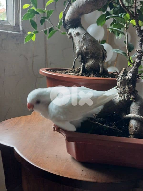 Albino Quaker parrot ببغاء كويكر ألبينو 0