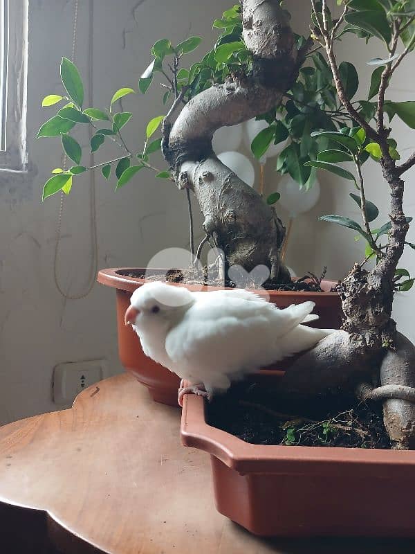 Albino Quaker parrot ببغاء كويكر ألبينو 1