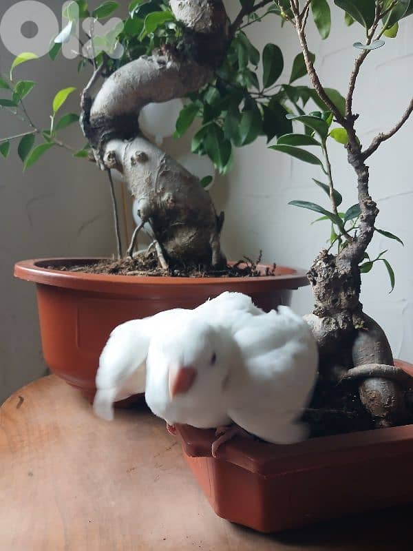 Albino Quaker parrot ببغاء كويكر ألبينو 2