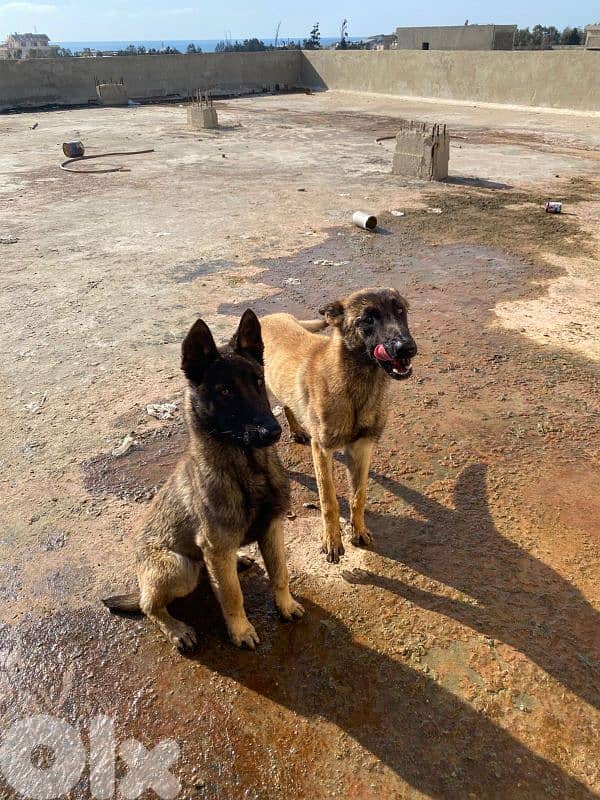 2 Males Pure Malinos 7months 0