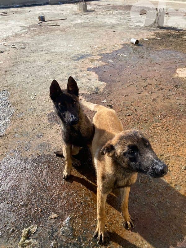 2 Males Pure Malinos 7months 1