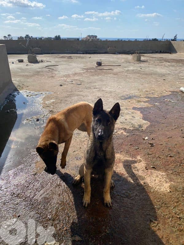 2 Males Pure Malinos 7months 2