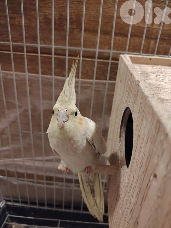 cockatiel birds for sale 0
