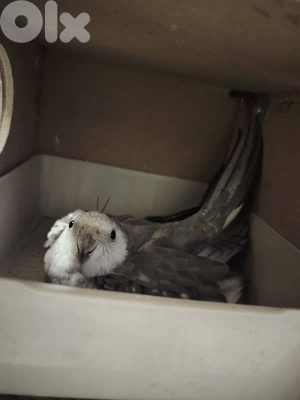 cockatiel birds for sale 1
