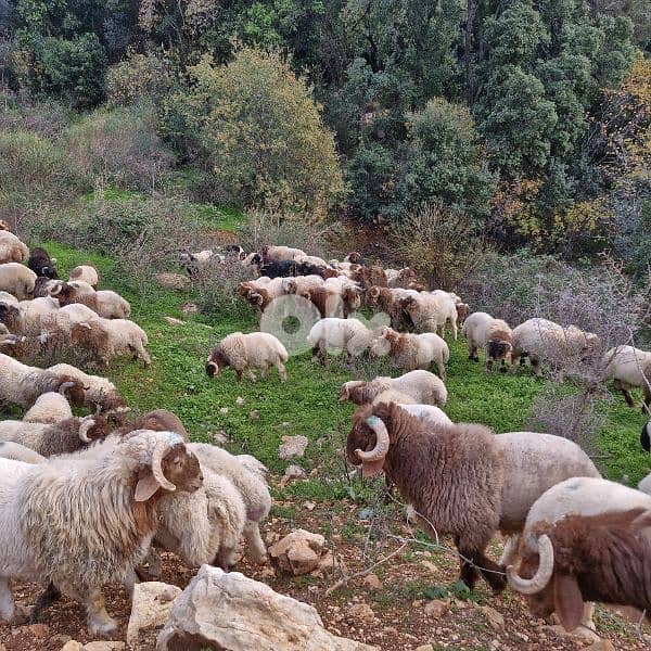 خواريف 3