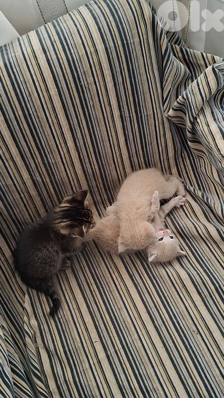 kitten one 20$    all  50$ 0