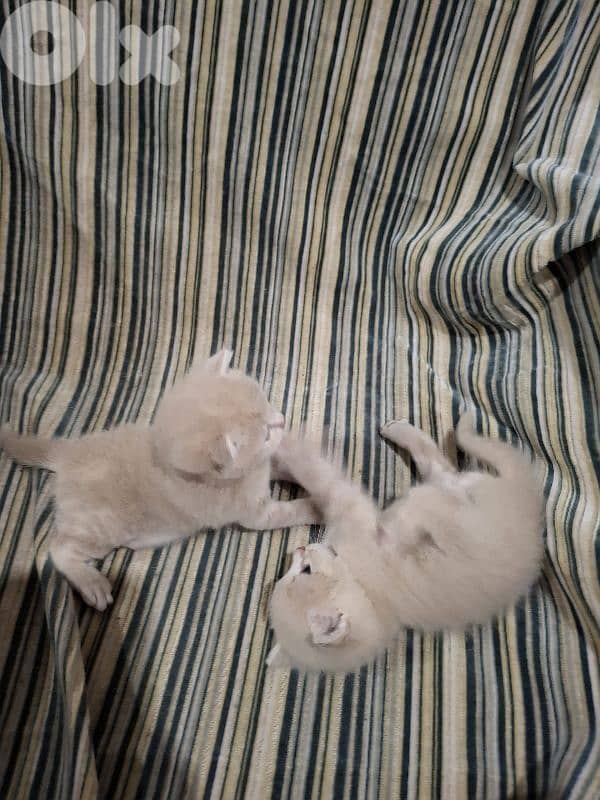 kitten one 20$    all  50$ 4