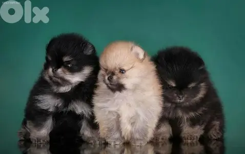 Pomeranian Puppies in store [dog كلاب]