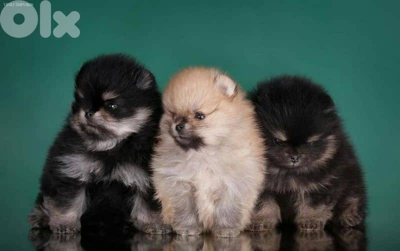 Pomeranian Puppies in store [dog كلاب] 0