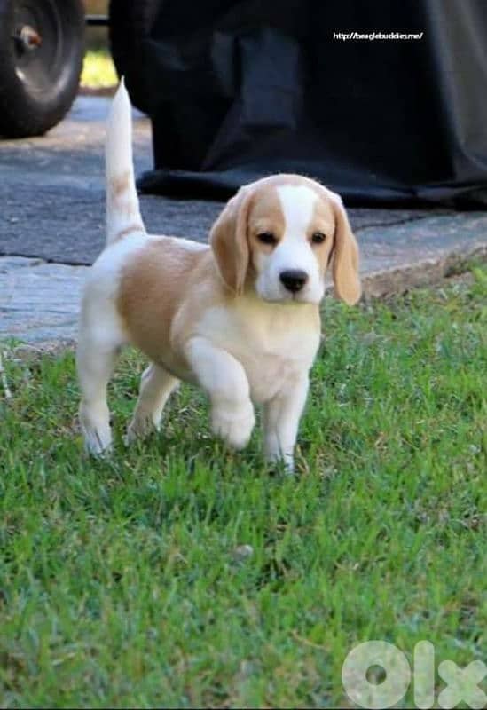 Beagle Puppies in store 0