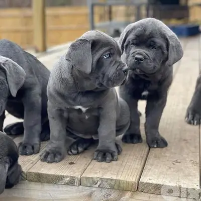Majestic Cane Corso Puppies Available in Store & Delivery