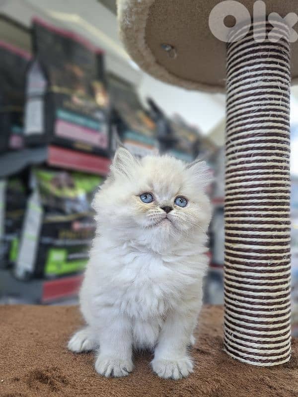 Beautifull  Kittens Available /In Store /Delivery /Cat 0