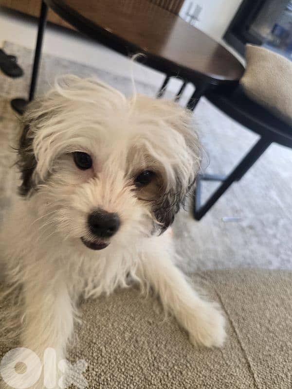 Bichon  3 months tear old 0