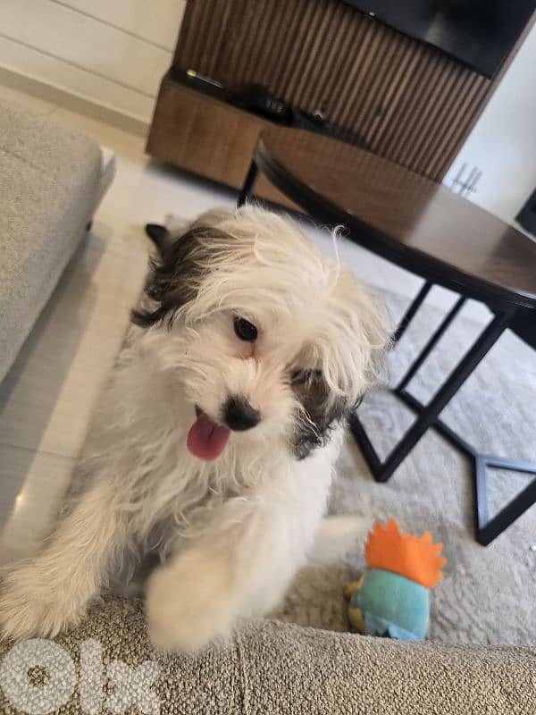 Bichon  3 months tear old 1