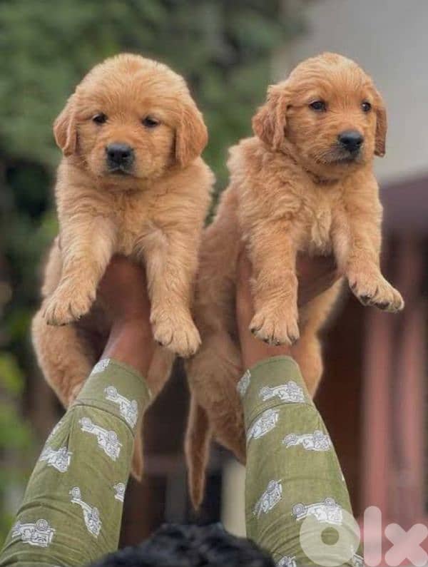 golden retriever 0