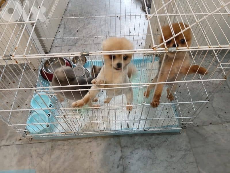 3 female teacup pomeranians for breeding 0