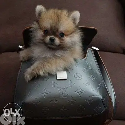 Pomeranian Spitz BABY Small Size puppy / dog كلاب