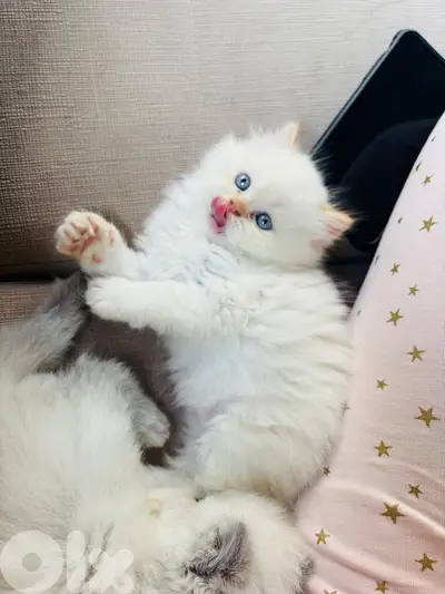 himalayan caramel