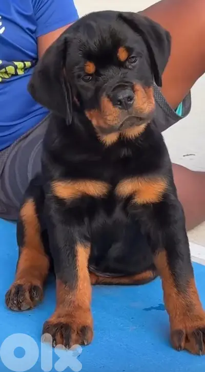 rottweiler bloodline serbia