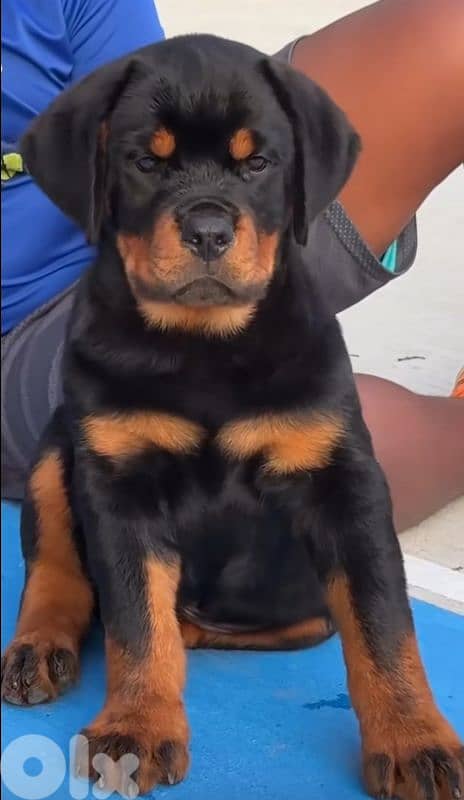 rottweiler bloodline serbia 1