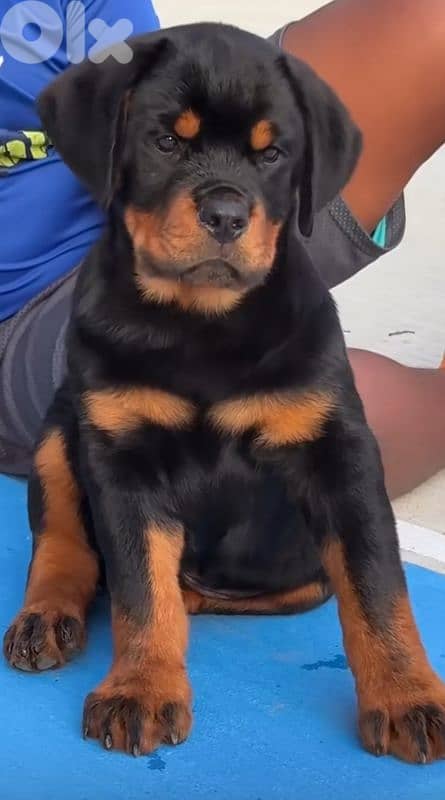 rottweiler bloodline serbia 2