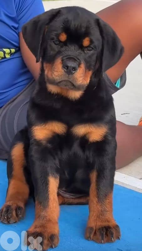 rottweiler bloodline serbia 3