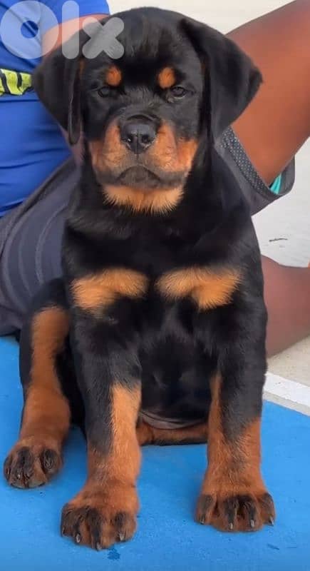 rottweiler bloodline serbia 4