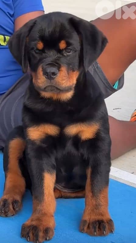 rottweiler bloodline serbia 6