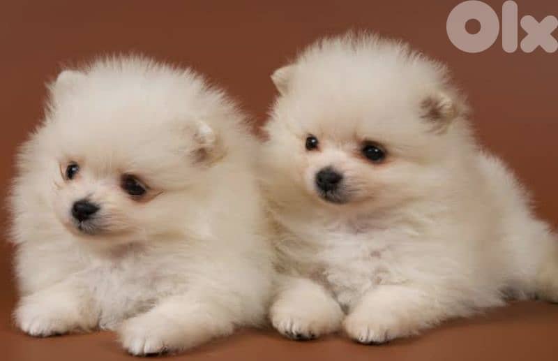 pomeranian 0