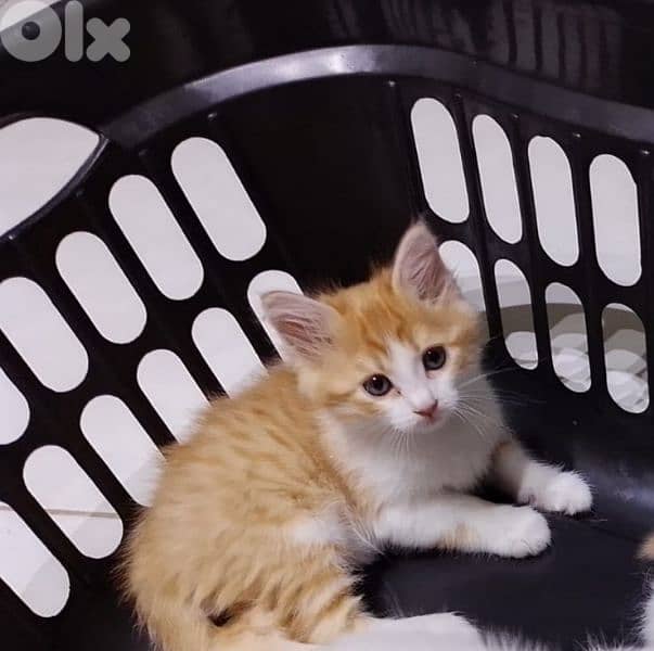 cats for adoption 0