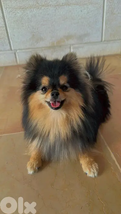 4 Tea cup pomeranian for sale