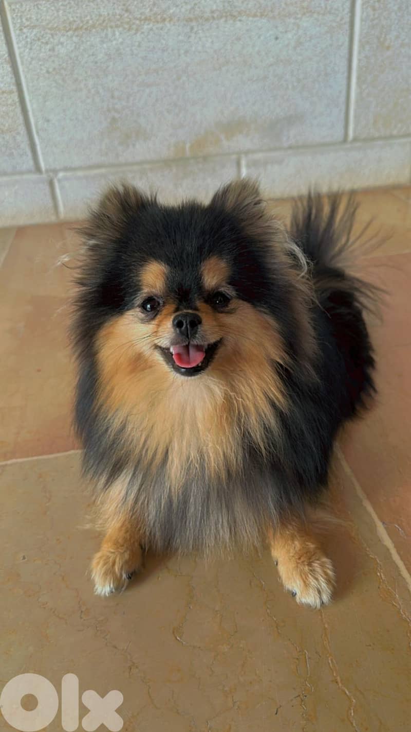 4 Tea cup pomeranian for sale 0