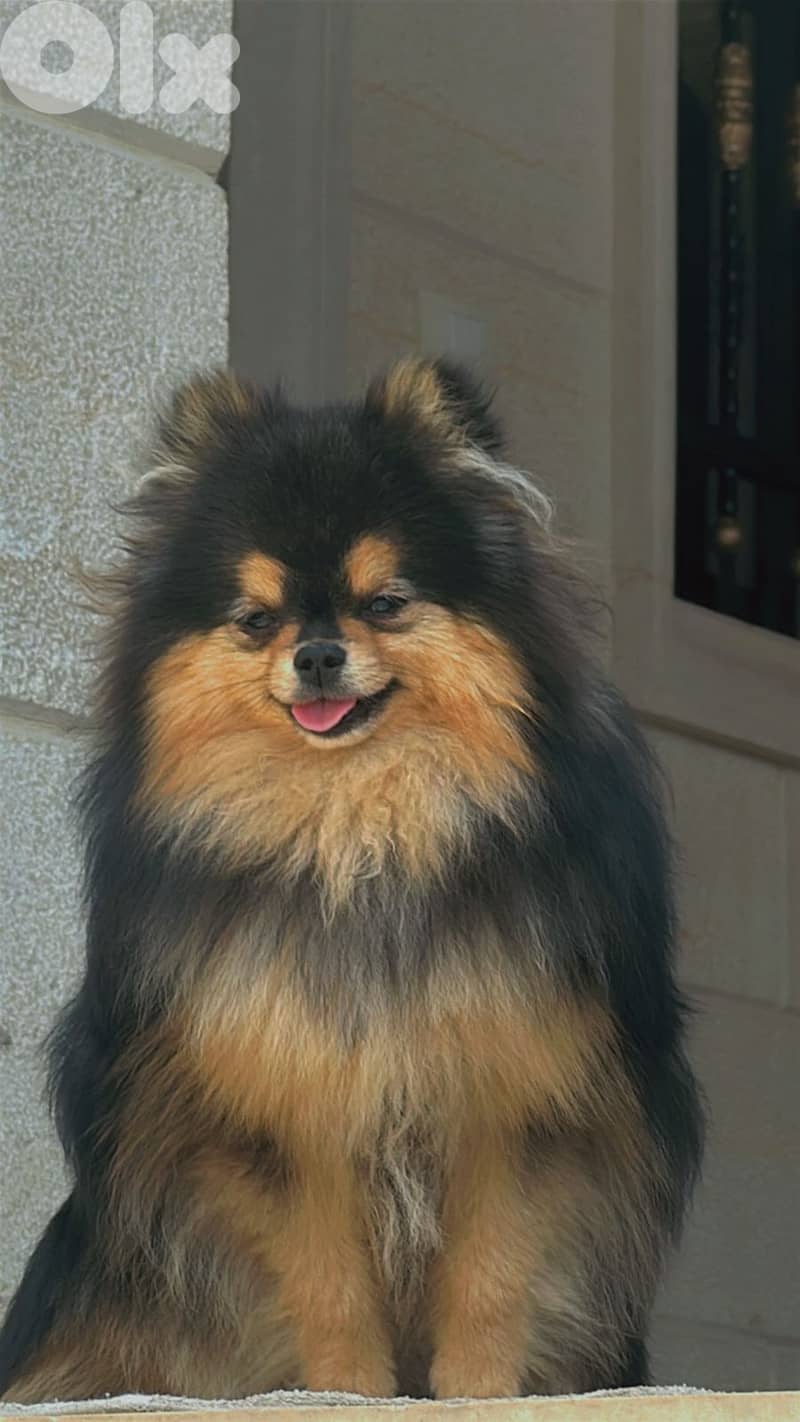 4 Tea cup pomeranian for sale 1