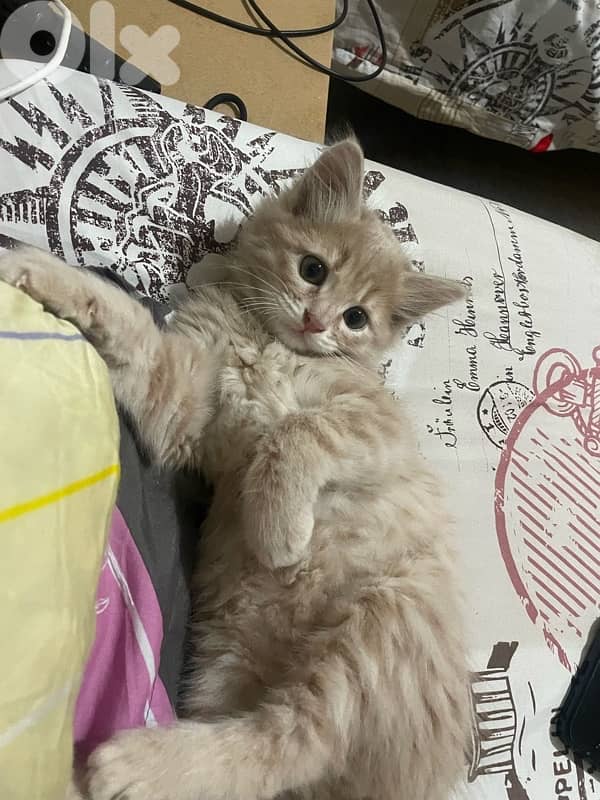 03781849للتبني 4