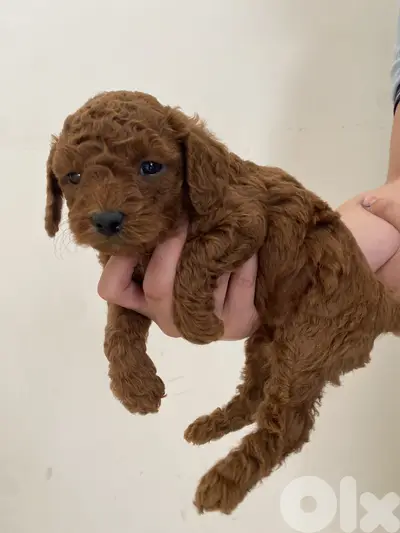 Adorable Toy Poodle Puppies – Ready for a Loving Home 