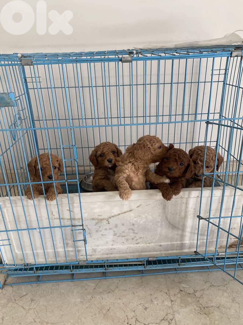 Adorable Toy Poodle Puppies – Ready for a Loving Home  4