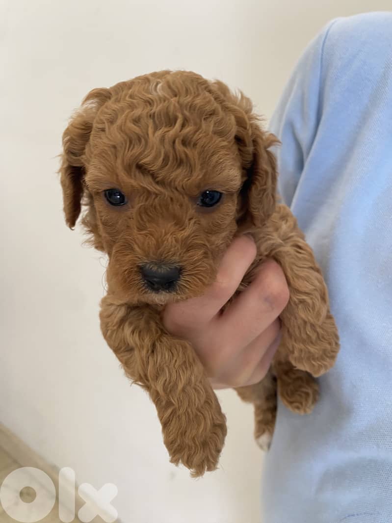 Adorable Toy Poodle Puppies – Ready for a Loving Home  6