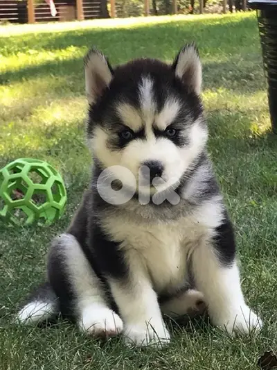 Black & white Siberian Husky in store! DELIVERY dog كلاب