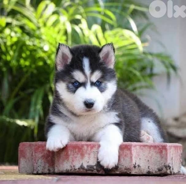 Siberian Husky puppy available in store & Delivery 0