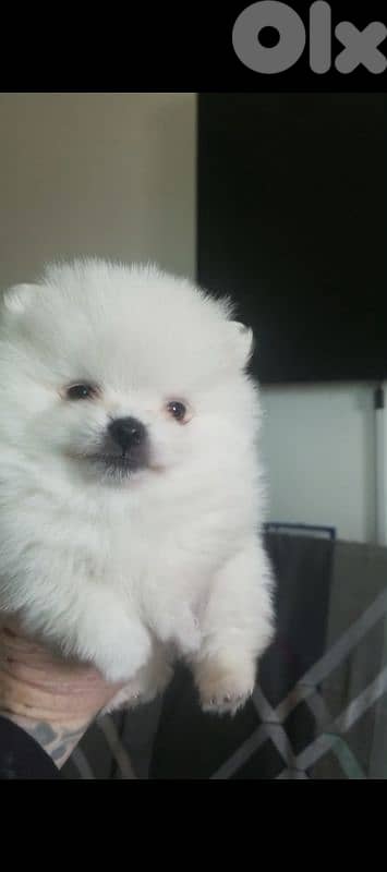 Pomeranian male and female full white 0