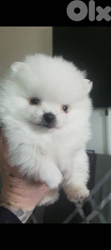 Pomeranian male and female full white 1