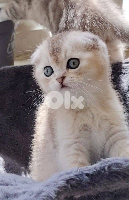 scottish fold 0