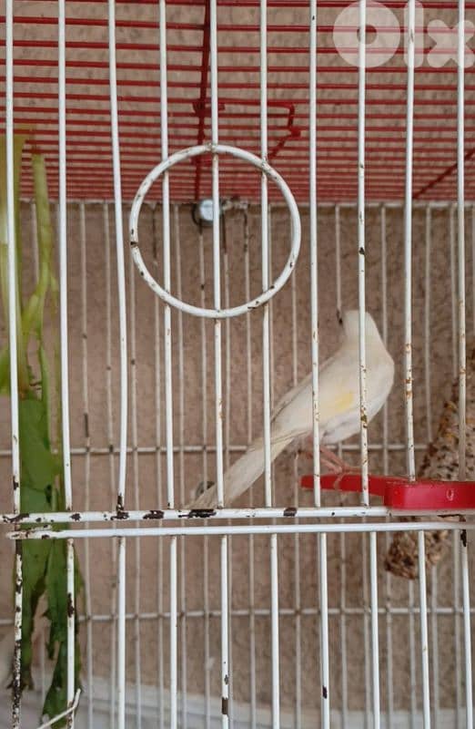 canary 0