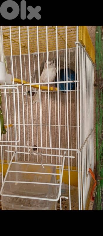 canary 1