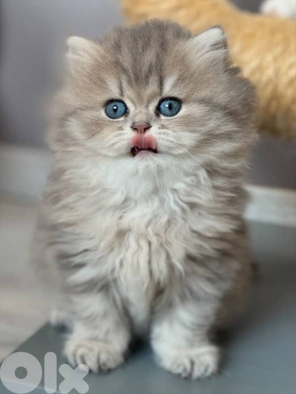 persian kitten للحجز 0